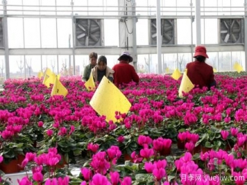 扬州高邮：每天发货30万株，花工厂绽放乡村振兴致富花