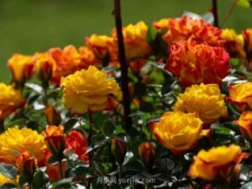 安阳市滑县森林公园月季花开放，赏花打卡正当时