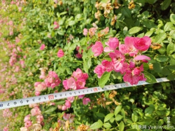 安吉拉月季盆栽苗，60厘米高基地发货