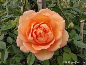 中国月季：欧洲玫瑰花的祖宗，为世界园艺做出了巨大贡献