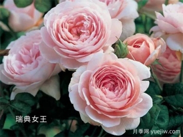 100种月季玫瑰品种图鉴大全，你认识有没有超过10个？