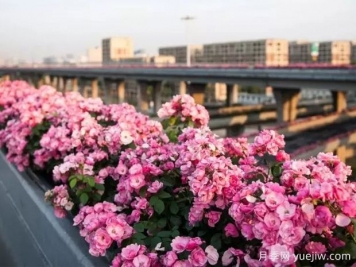 杭州高架月季实现定期开花，是如何进行花期调控的？