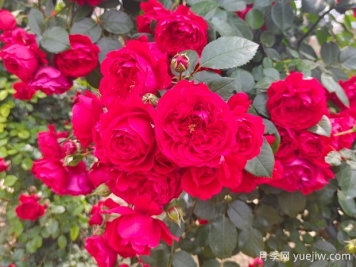 6款红色系的藤本月季品种，适合打造网红花墙