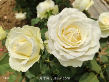 十一朵白玫瑰的花语和寓意