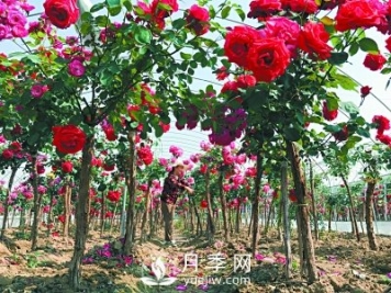 新品“月季树”为北京市花添色彩，居然引种自南阳内乡