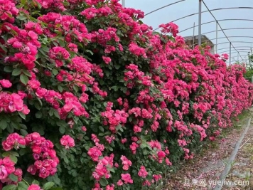 五种高颜值爬藤花，生长迅速，轻松打造美丽花墙