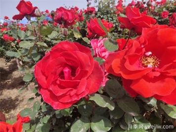 月季、玫瑰、蔷薇分别是什么？如何区别？