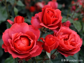 21朵玫瑰：不只是浪漫，还藏着这些深意