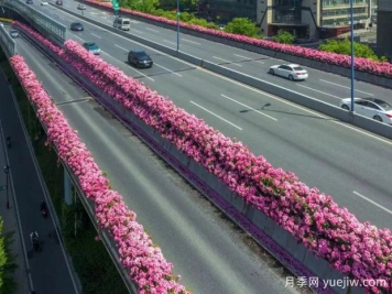 杭州高架月季初开，2024年又到走花路时间