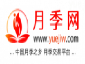 中国上海龙凤419，月季品种介绍和养护知识分享专业网站